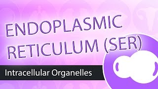 Intracellular Organelles- Smooth Endoplasmic Reticulum (SER)