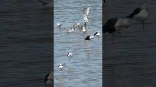 #EP02 Black-winged stilt Bird #beautifulbird #birds #mynasound #bird #nature #myna #animals