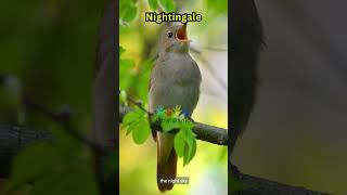 Alphabet Animal Start with the Letter N : Nightingale, Nuthatch, Nudibranch #video #kids #viral #fyp