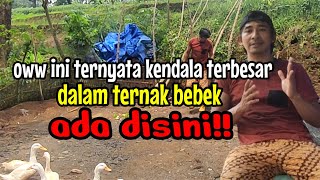 oww ini Ternyata kendala terbesar dalam ternak bebek ada disini!!