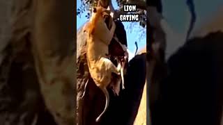 Lion eating #shorts #viral #trending #animals