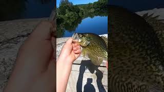 His Secret To Catching Crappie #shortvideo #shorts #fishing #crappie