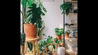 How To Care For Indoor HOUSEPLANTS!