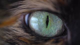 Nature Breaks Through the Eyes Of The Cat/Eyes Say It All