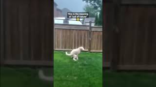 He is Sending a Message to Tornado #shorts #dogs #petbloopers