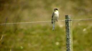 Lesser grey shrike, Texel