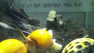 [1029참사 추모 어항방송] Aquarium Live - 2022.11.16 Wed KST