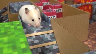 Hamster Escapes from the Minecraft Prison Maze