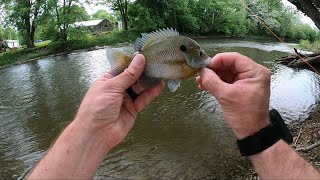 Five species evening on the Scioto