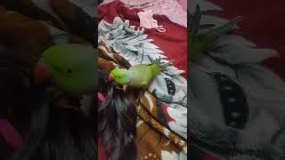 mitthu mitthu bolane wala# parrot#cute# parrot #funny parrot#||🦜🦜∆😂😂||