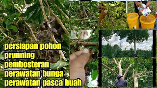 membuahkan jengkol di luar musim