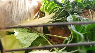 Guinea pig feeding time