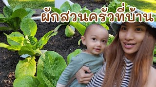 ปลูกผักไทยครั้งแรก