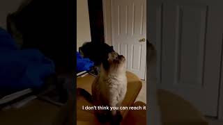 Cat VS Bug | What The Heck Is That?!! | Very Cute