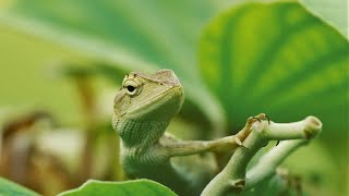 The Asian Lizard Blend & Hide with Nature