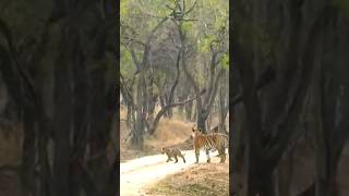 Tiger Family Dikh Gayi Aaj Ki Safari Me | #tigersafariindia #wildlifesafari #tigerreserve #bestday