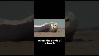 Cute Baby Seal Explores the Shore for the First Time