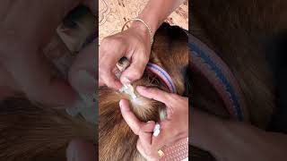 Ticks problem for dogs | dog ticks solution | Belgian Malinois Tamil vlog | Tamil vlog | #shorts