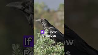 Crows Have Grudges #shorts #facts #crow #birds #animals #sky #fly #birdslover #birdwatching