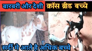 Barbari Aur Deshi Cross Breed Goat Kids|Vimalumrao