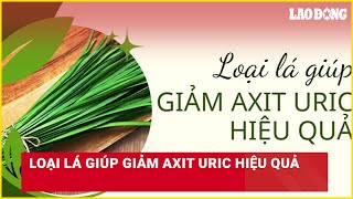 Loại lá giúp giảm axit uric hiệu quả | Báo Lao Động