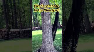 Cicadas have come to the Woodyard!