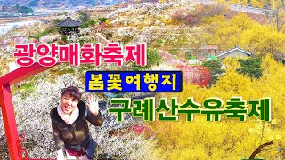 봄여행지 2배로 즐기기를 원하신다면 클릭, 광양매화축제와 구례산수유축제 실시간 정보