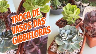 Trocando os Vasos das Echeverias Gibbifloras  para Vasos MAIORES ! SUPER DICAS !!!