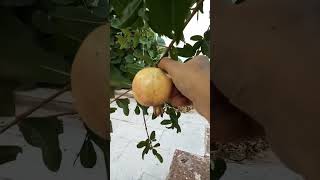 Pomegranate Growing Well - Home Plants In Back yard