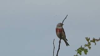 The increasingly rare Linnet seen in Norfolk