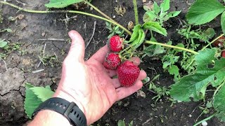 ⁉️Полуниця як правильно обрізати Усики, Розмноження вусами‼️🍓