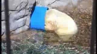 Polar Bear at Sea World