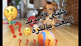 كيف تحبب كلبك في اللعب بالكرة طريقة سهلة جدًا