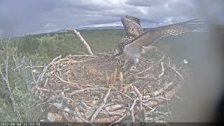 1C1 fledges too | 4-8-2022-Osprey Live Nest Cam | RSPB Loch Garten, Scotland