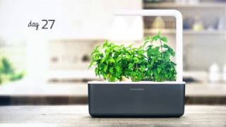 Thai Basil timelapse: Click & Grow Indoor Garden