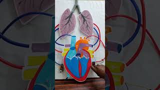 Science project | Heart working model #easy #craft #science #workingmodel #short #shortsvideo