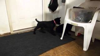 Vom Weiland German Shepherd puppies girls playing