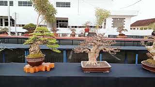 pohon bonsai inspirasi di pamnas grobogan 2024