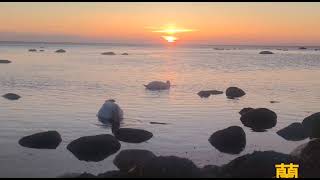 海邊，夕陽下的天鵝🦢🦢 am Meer, die Schwäne im Sonnenuntergang  / swan in sunset