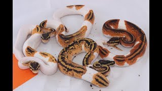 BP Breeding: Golden Pied Project