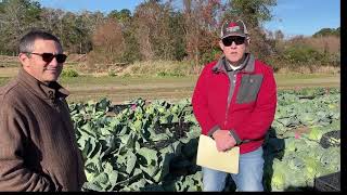 American Takii and UGA Tifton collaborate on a Cabbage Trial!