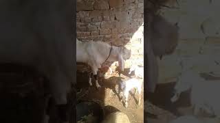 QASMI GOAT FARAM 2018 MUFTI AHMAD QASMI 8502802248