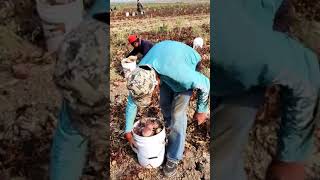 VÉNGANSE A LEVANTAR LOS #dólares 🤑‼️‼️      #parati #agriculture #foryou #viral #funny #agricultura