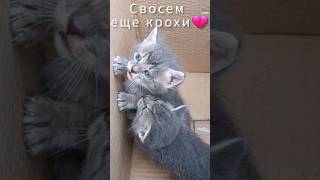 Совсем еще крохи!💔 #монастырскиекошки