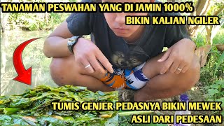 masak tumis genjer enaknya bikin ketagihan