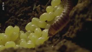 Fascinants Insectes    Documentaire Animalier HD