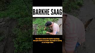 BARKHE SAAG || MONSOON RAYO #permaculture #farming #sustainability #kitchen #ytshorts #fyp