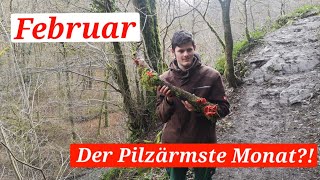 Elfenbecher und mehr - diese Pilze lassen sich jetzt noch sammeln.