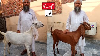 Amritsari Goats Of Kashif Bhai - Chat Ka Shoq Lahore 2023