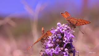 Melitaea didyma, the Spotted Fritillary or Red-band Fritillary butterfly